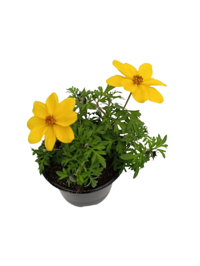 Bidens Orange ou Jaune