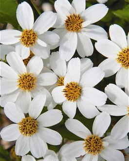 Bidens Pirate's Pearl