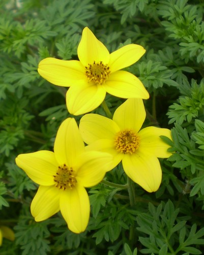 Bidens Yellow Charm