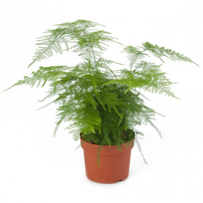 Asparagus Plumosus Nanus
