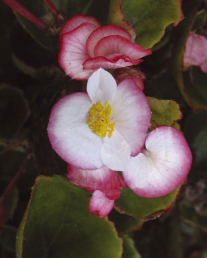 Bégonia Bicolore FV Ambas.