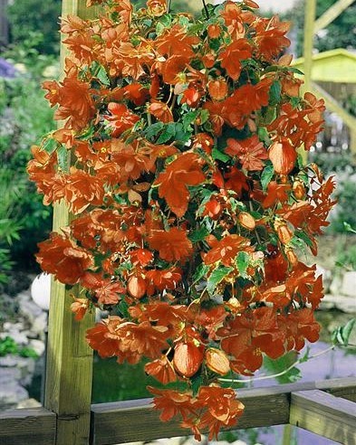 Bégonia Illumination Orange