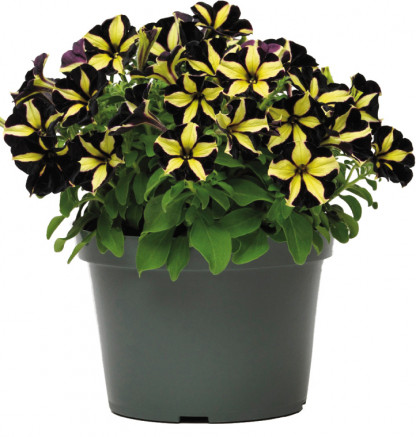 Pétunia Mystical Phantom