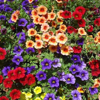 Pétunia Calibrachoa Varié