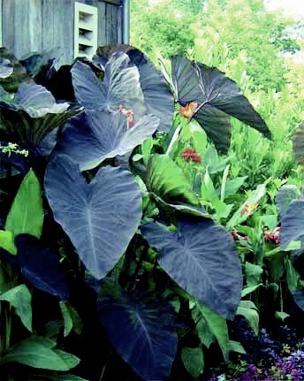 Colocasia Black Magic