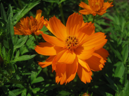 Cosmos Sulphureux Cosmic Orange