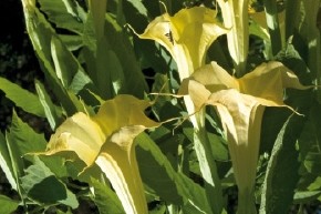 Datura Jaune