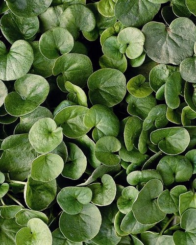 Dichondra Emerald Falls