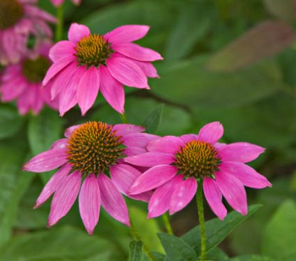 Echinacéa Pur. PowWow Wild Berry