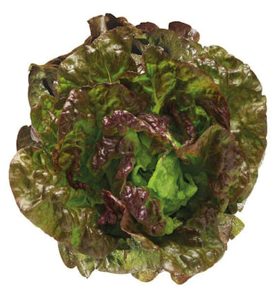 Batavia Rouge Grenobloise