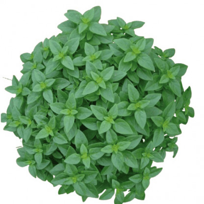 Basilic Fin Vert