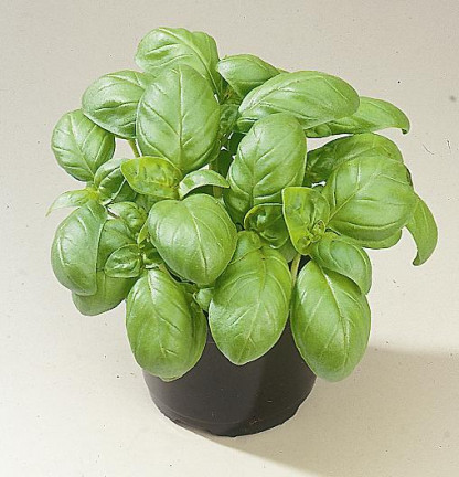Basilic Grand Vert