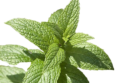 Menthe Verte