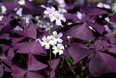 Oxalis