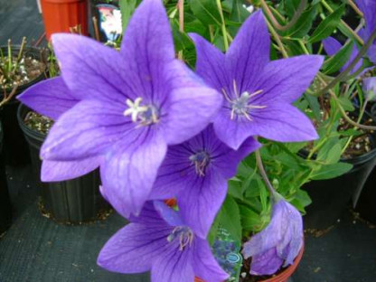 Platycodon simple Bleu