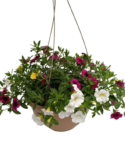 Suspension Calibrachoa