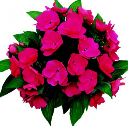 Impa. NG Paradise Dark Pink Delias