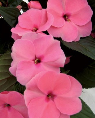 Impa. NG Paradise Delias