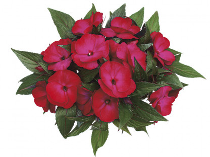 Impa. NG Paradise Tomini