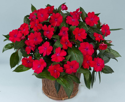 Impa. NG Sun Harmony Magenta