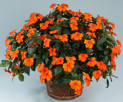 Impa. NG Sun Harmony Orange