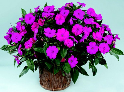 Impa. NG Sun Harmony Purple