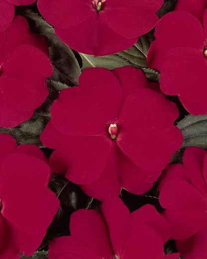 Impa. Simple Dezire Cherry