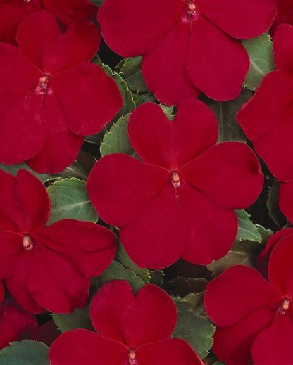 Impa. Simple Dezire Cranberry