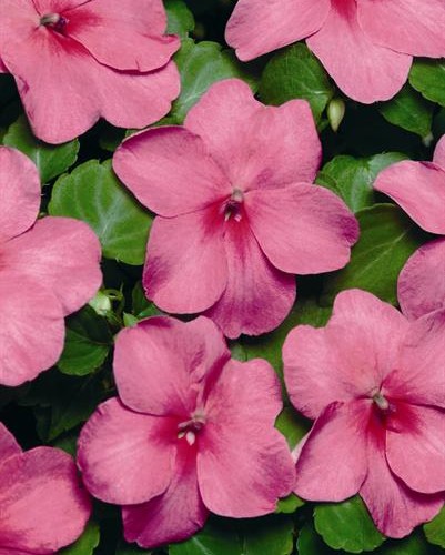 Impa. Simple Dezire Deep Pink