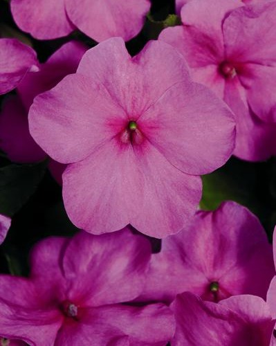 Impa. Simple Dezire Lilac