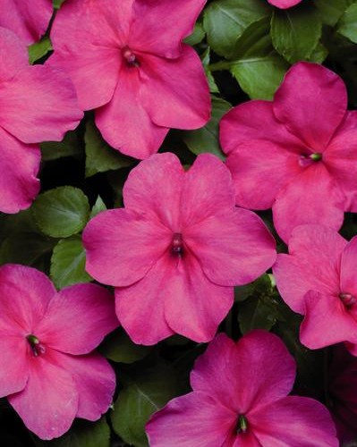 Impa. Simple Dezire Pink