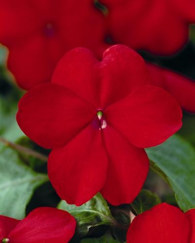 Impa. Simple Dezire Red