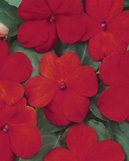 Impa. Simple Dezire Salmon Scarlet