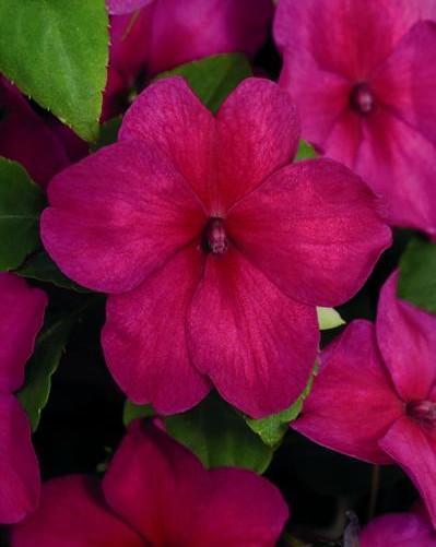 Impa. Simple Dezire Violet