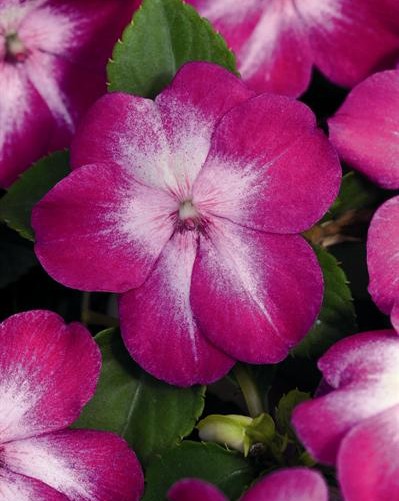 Impa. Simple Dezire Violet Starbust