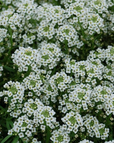 Alysse Lobularia Silver Stream