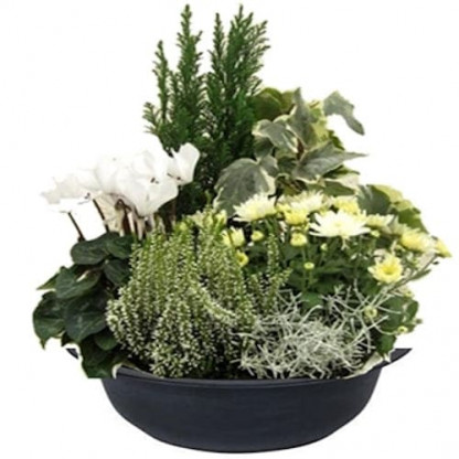 EXN32 Zinc/Coupe zinc Noir Brossé 6P (1)