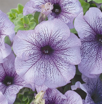 Pétunia Grandi. Parade Blue Vein
