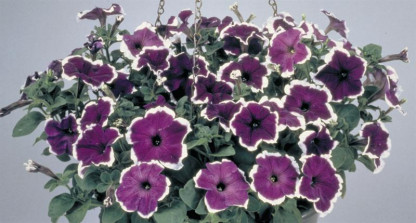 Pétunia Grandi. Parade Blue Picotée