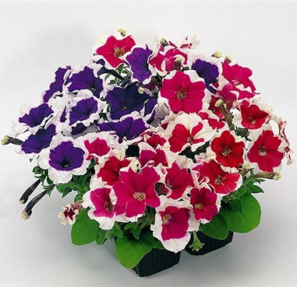Pétunia Grandi. Parade Mix Picotée