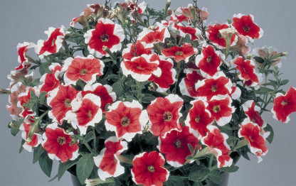 Pétunia Grandi. Parade Red Picotée