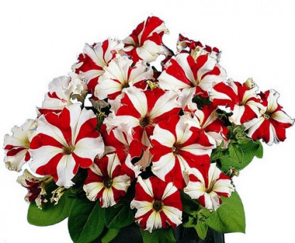 Pétunia Grandi. Parade Red Star