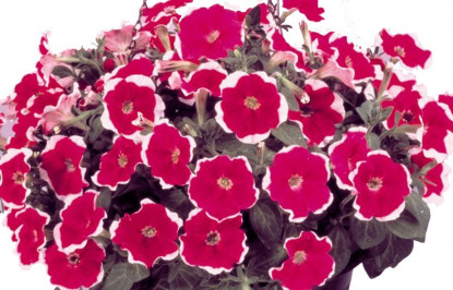 Pétunia Grandi. Parade Rose Picotée