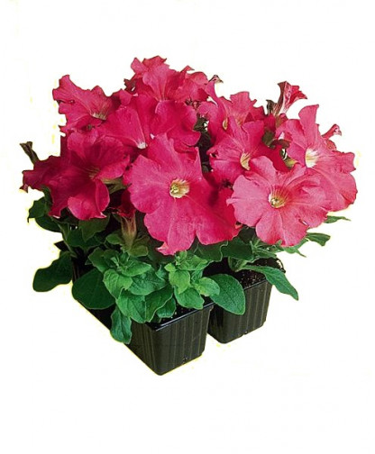 Pétunia Grandi. Parade Rose Star