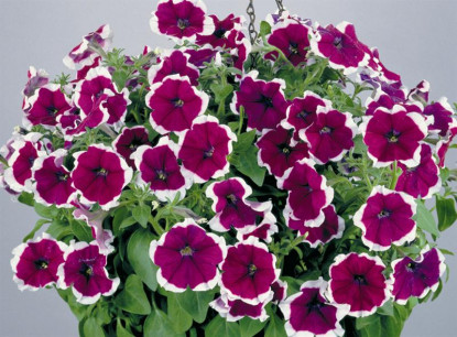 Pétunia Grandi. Parade Velvet Picotée