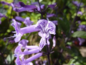 Plectranthus Mona Lavender