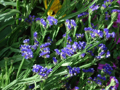 Statice Royal Bleu Foncé