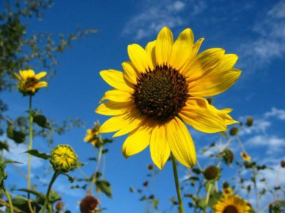 Tournesol Premier Jaune Citron