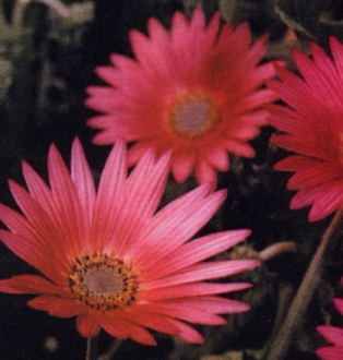 Venidium Arcotis wine rose