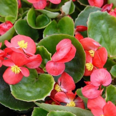 Bégonia Feuil Vert varié